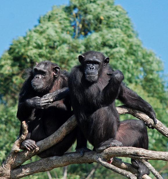 Chimp Eden